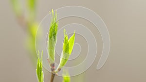 Young bird tree bud in spring. Young green leaf in the spring or in the summer. Close up.