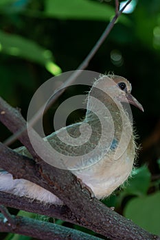 young bird of turtle dove