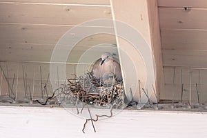 Young birds and her mother are sitting in a bird nest