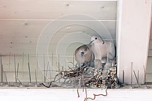 Young birds and her mother are sitting in a bird nest