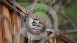 Young birds leave nest box