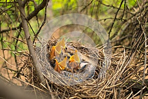 Young birds in the nest in a tree.