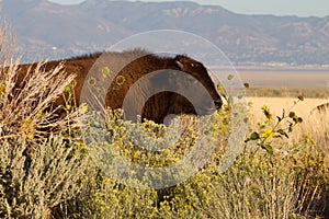 Young Bison on Antelope Island