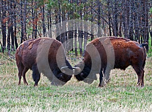 Young Bison Buffalo Bulls Sparring in Wind Cave National Park