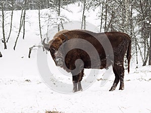 Young bison bull in Breeding bison place.