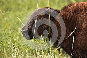 Young Bison Calf Licking His Nose in Tall Grass