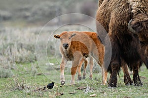A young bison Calf or Red Dog
