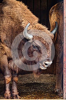 young bison comes out of the barn