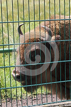 A young bison in an enclosure in Belovezhskaya Pushcha. The head of a bison is photographed. Close-up