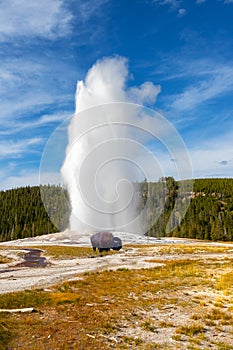 Young Bison Grazes as Old Faithful Geyser Erupts at Yellowstone National Park photo