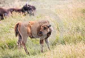 Young Bison in Lamar Valley