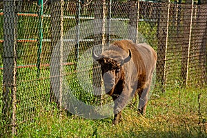 Young bison in the open-air cage of the nursery.