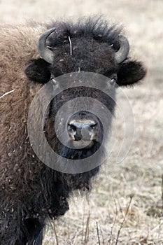 Young bison