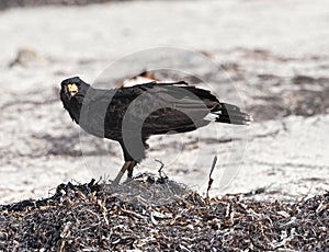 Young black accipitriformes on the beach of Yucatan, Mexico photo