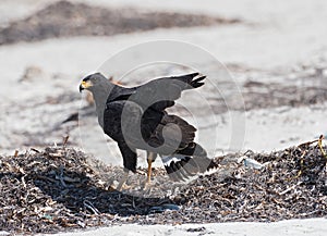 Young black accipitriformes on the beach of Yucatan, Mexico photo