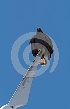 young black accipitriformes sits on a rotor blade of a windmill, yucatan, mexico photo