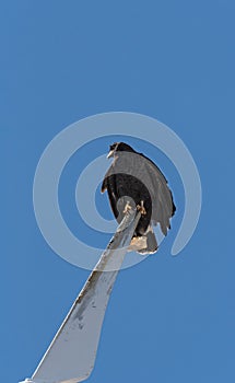 young black accipitriformes sits on a rotor blade of a windmill, yucatan, mexico photo