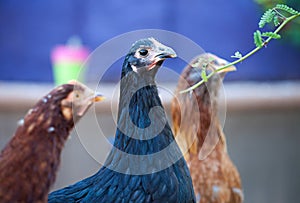 Young Black Australorp