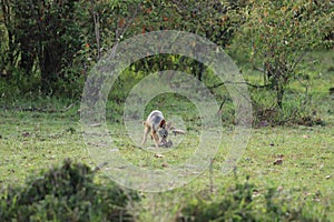 Young black-backed jackal feeding on a scrap in the african savannah.