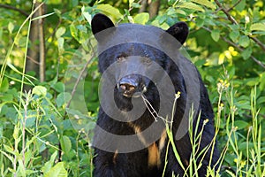 Young black bear