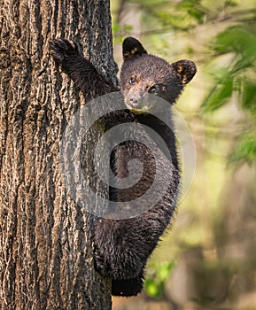 Young black bear cub climbs up tree for safety