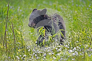 A young Black Bear Cub feeds on green grass.