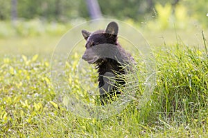 Young black bear cub