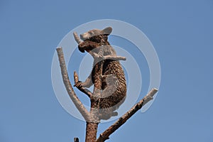 Young Black Bear Cub Standing in a Tree