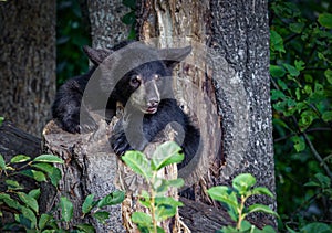 Young black bear cub about to jump