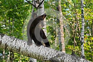 Young Black Bear Cub (Ursus americanus) Stands on Birch Branch