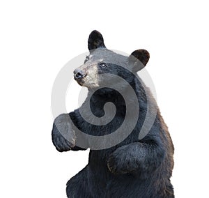 Young black bear sitting on white background