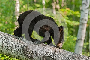 Young Black Bear (Ursus americanus) Climbs Down Branch