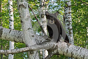 Young Black Bear (Ursus americanus) Looks Out from Tree Branch