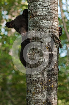 Young Black Bear (Ursus americanus) Peeks Around Tree Trunk