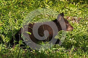 Young Black Bear (Ursus americanus) Runs Right Through Grass