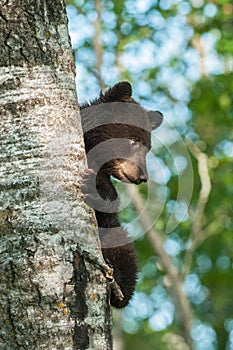 Young Black Bear (Ursus americanus) On Side of Tree