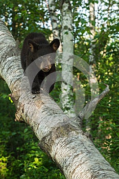 Young Black Bear (Ursus americanus) Walks Down Birch Branch