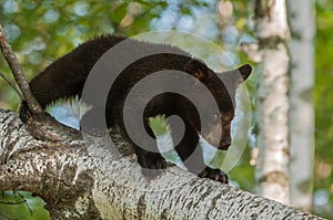 Young Black Bear (Ursus americanus) Walks Down Branch