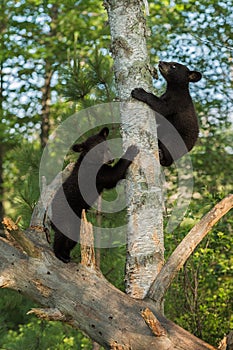 Young Black Bears (Ursus americanus) Climb Up Tree