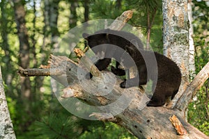 Young Black Bears (Ursus americanus) in Tree