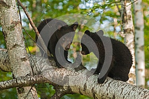 Young Black Bears (Ursus americanus) in Tree Confer