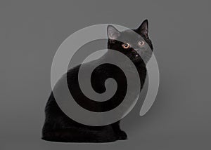 Young black british kitten on grey background