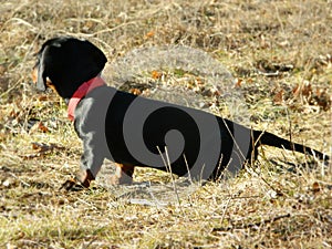 Young  black-brown dachshund sits in meadow