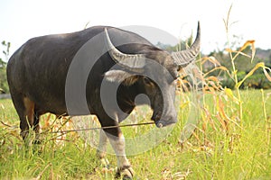 Young black buffalo bull with big ears and sharp horns, a ring and rope in his nose stands on white hooves in a bright green grass