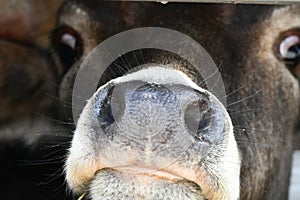 Young black bull calf sticking nose out of pen at stockyards