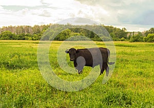 Young black bull grazing on a green meadow, summer before a thunderstorm, rural scene, cattle breeding concept