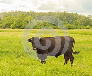 Young black bull grazing on a green meadow, summer before a thunderstorm, rural scene, cattle breeding concept