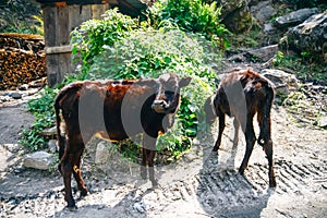 Young black calf at dairy farm. Newborn baby cow