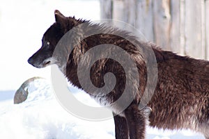 Young black canadian wolf looks out for its prey.