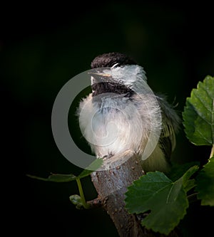 Young Black-Capped Chickadee Enjoying a Nap in the Sun